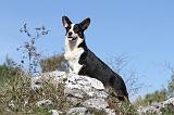 CORGI CARDIGAN 024